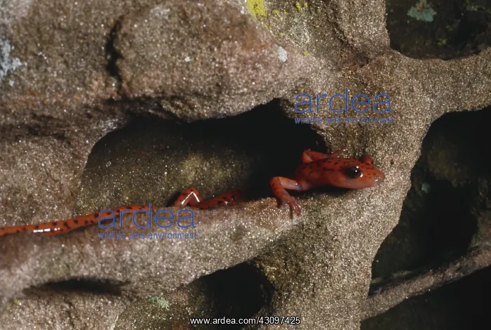  : Long-tailed Salamander