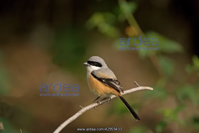  : Long-tailed Shrike