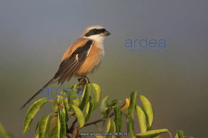 : Long-tailed Shrike : Long-tailed Shrike