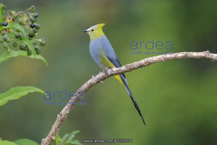 : Long-tailed silky-flycatcher Ptiliogonys caudatus Perc : Long-tailed silky-flycatcher Ptiliogonys caudatus Perc