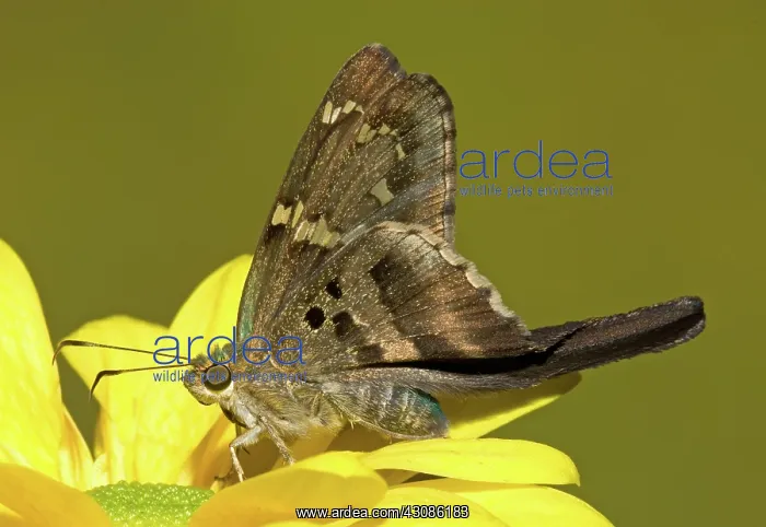 : Long-tailed Skipper Butterfly : Long-tailed Skipper Butterfly