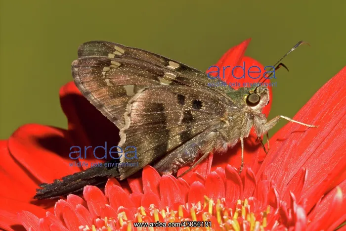 : Long-tailed Skipper Butterfly : Long-tailed Skipper Butterfly