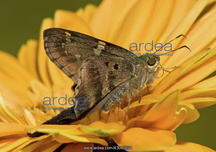 : Long-tailed Skipper Butterfly : Long-tailed Skipper Butterfly