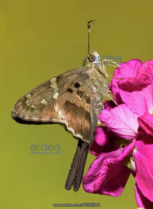 : Long-tailed Skipper Butterfly : Long-tailed Skipper Butterfly