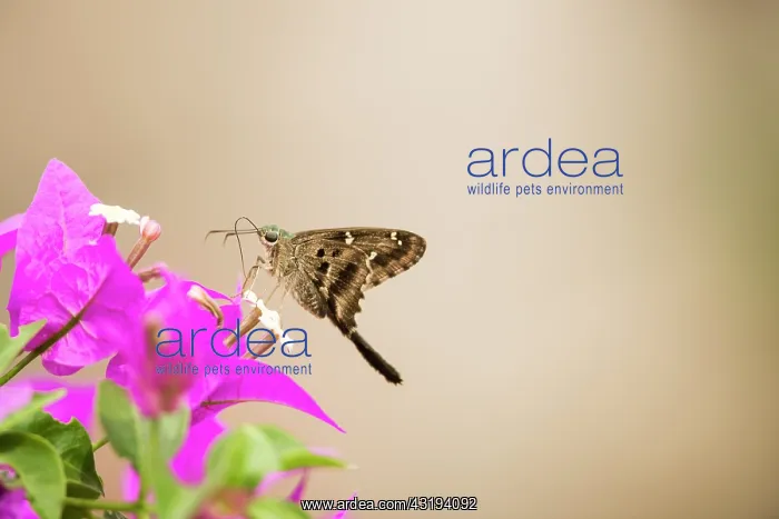 : Long-tailed skipper (Urbanus proteus) on flower : Long-tailed skipper (Urbanus proteus) on flower