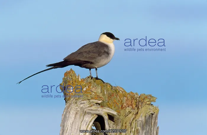 : Long-tailed Skua : Long-tailed Skua