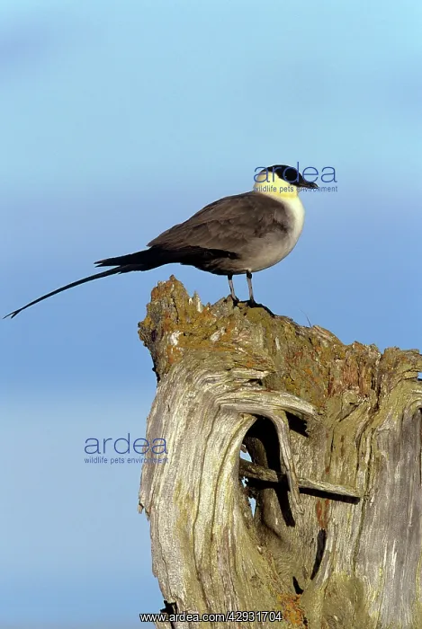 : Long-tailed Skua : Long-tailed Skua