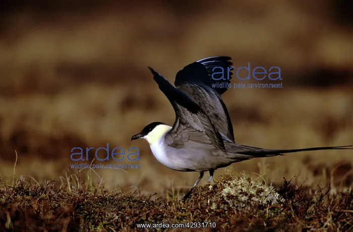 : Long-tailed Skua : Long-tailed Skua