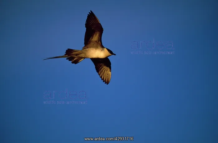 : Long-tailed Skua : Long-tailed Skua