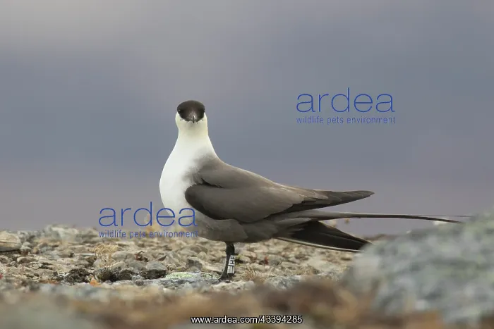 : Long-tailed Skua : Long-tailed Skua