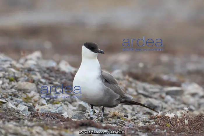 : Long-tailed Skua : Long-tailed Skua