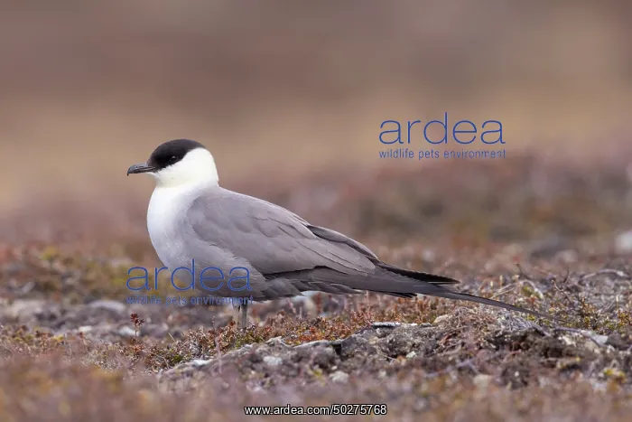 : Long-tailed Skua : Long-tailed Skua