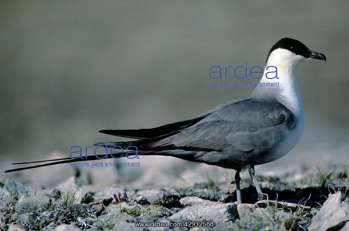 : LONG-TAILED SKUA - CANADA : LONG-TAILED SKUA - CANADA