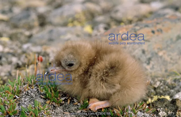 : Long-tailed Skua - chick : Long-tailed Skua - chick