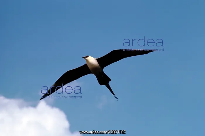 : LONG-TAILED SKUA - IN FLIGHT : LONG-TAILED SKUA - IN FLIGHT