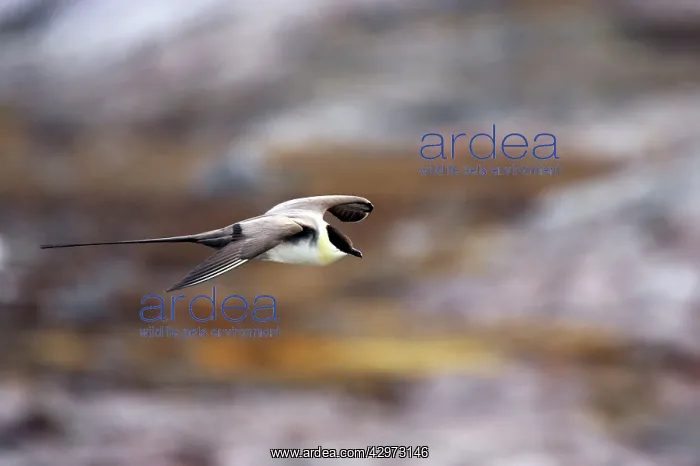 : Long-Tailed Skua - In flight : Long-Tailed Skua - In flight