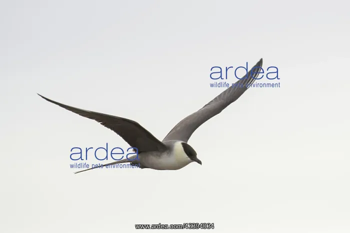 : Long-tailed Skua flight : Long-tailed Skua flight