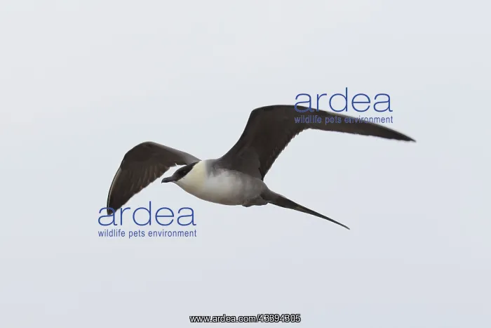  : Long-tailed Skua flight