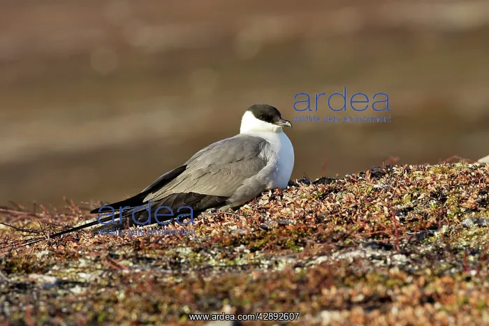 : Long-tailed Skua / Jaeger : Long-tailed Skua / Jaeger