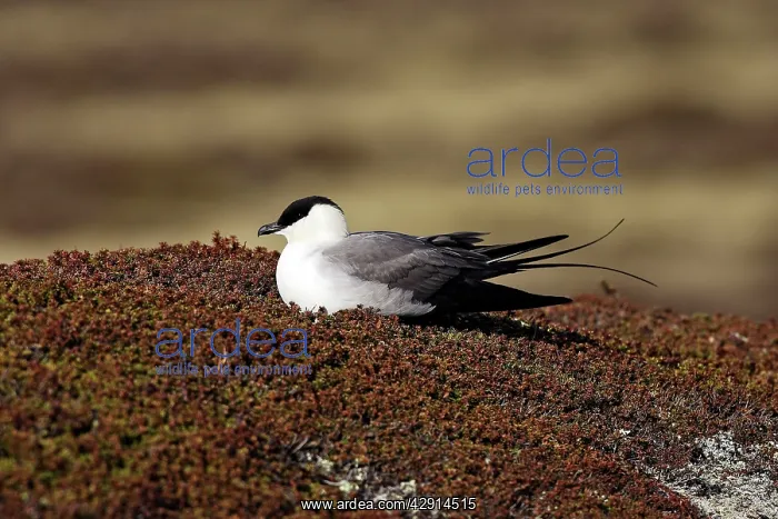 : Long-tailed Skua / Jaeger : Long-tailed Skua / Jaeger