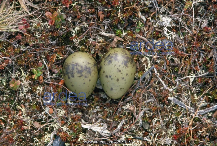 : Long-tailed Skua - nest with eggs : Long-tailed Skua - nest with eggs