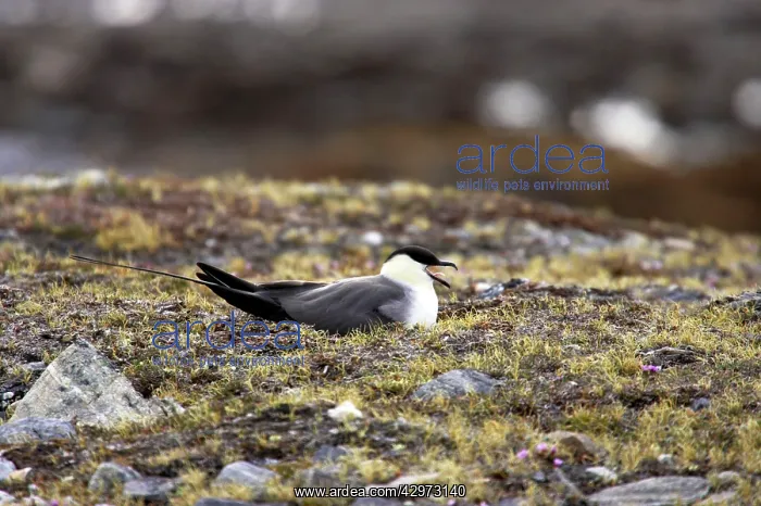 : Long-Tailed Skua - On Nest in tundra : Long-Tailed Skua - On Nest in tundra