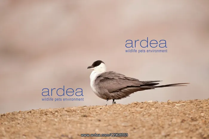 : Long-tailed Skua - Perched on ground - side view : Long-tailed Skua - Perched on ground - side view