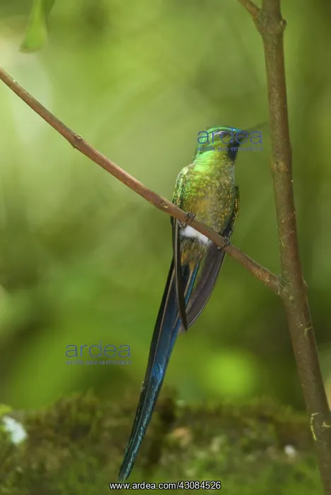  : Long-Tailed Sylph