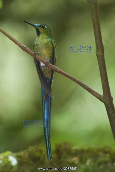 : Long-tailed Sylph : Long-tailed Sylph