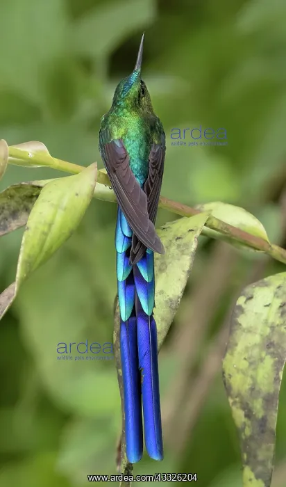 : Long-tailed Sylph (Aglaiocercus kingii), Mindo, Ecuador : Long-tailed Sylph (Aglaiocercus kingii), Mindo, Ecuador