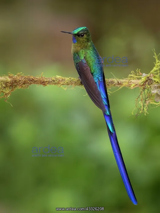 : Long-tailed Sylph (Aglaiocercus kingii), Mindo, Ecuador : Long-tailed Sylph (Aglaiocercus kingii), Mindo, Ecuador
