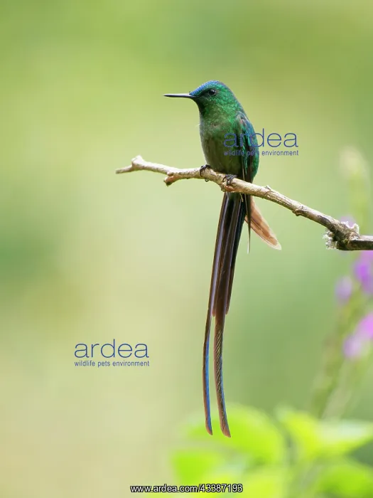 : Long Tailed Sylph Aglaiocercus kingii Ecuador BI : Long Tailed Sylph Aglaiocercus kingii Ecuador BI