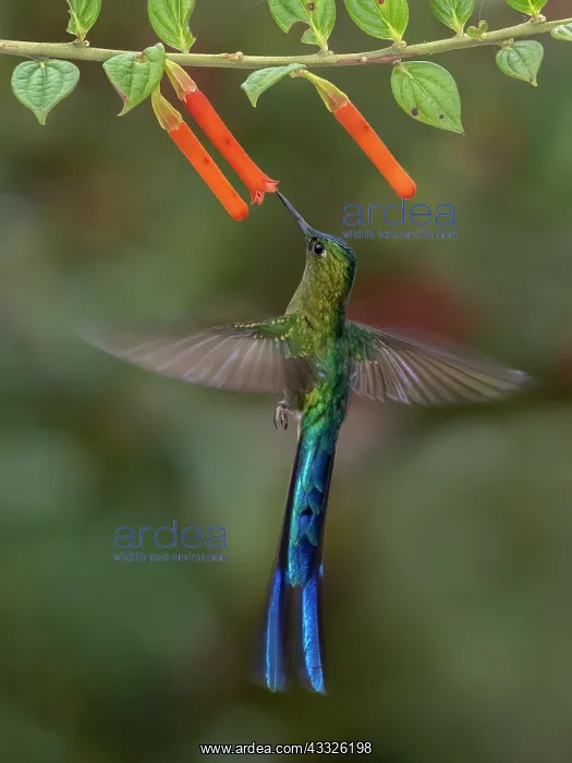 : Long-tailed Sylph (Aglaiocercus kingii), male fe : Long-tailed Sylph (Aglaiocercus kingii), male fe