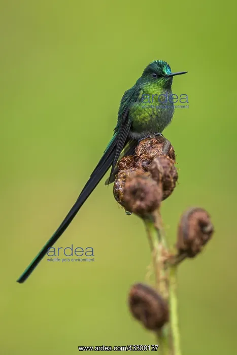  : Long-tailed Sylph (Aglaiocercus kingii) Rio Blanco