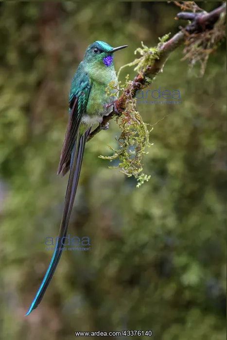 : Long-tailed sylph, Ecuador : Long-tailed sylph, Ecuador