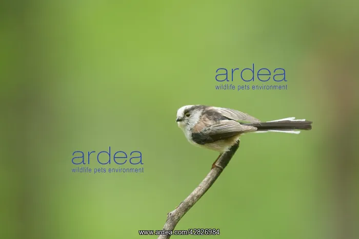 : Long-Tailed Tit : Long-Tailed Tit