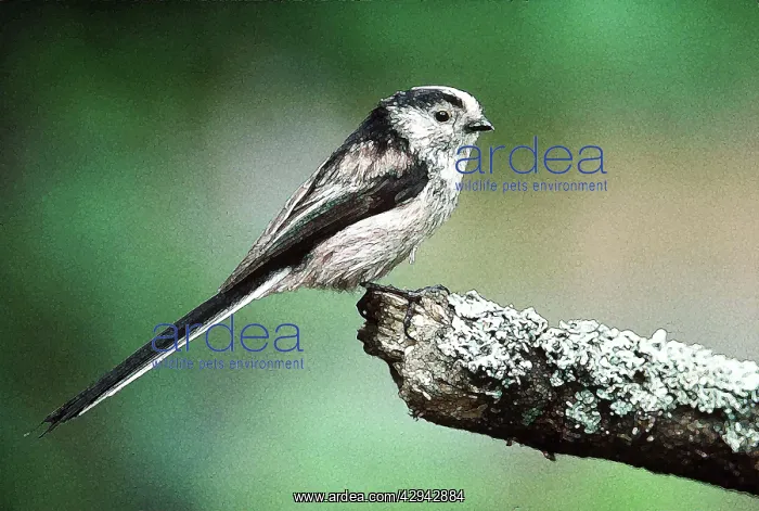 : Long-Tailed Tit : Long-Tailed Tit