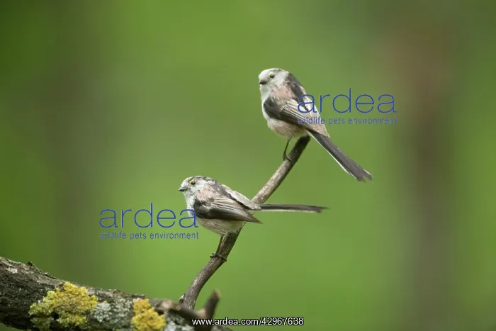 : Long Tailed Tit : Long Tailed Tit