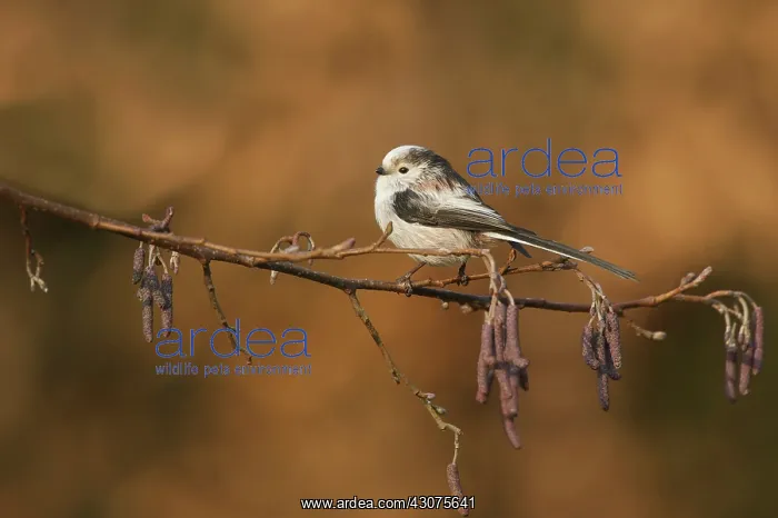 : Long-tailed Tit : Long-tailed Tit