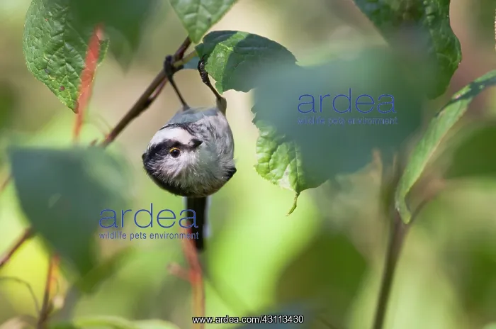 : Long-tailed Tit : Long-tailed Tit