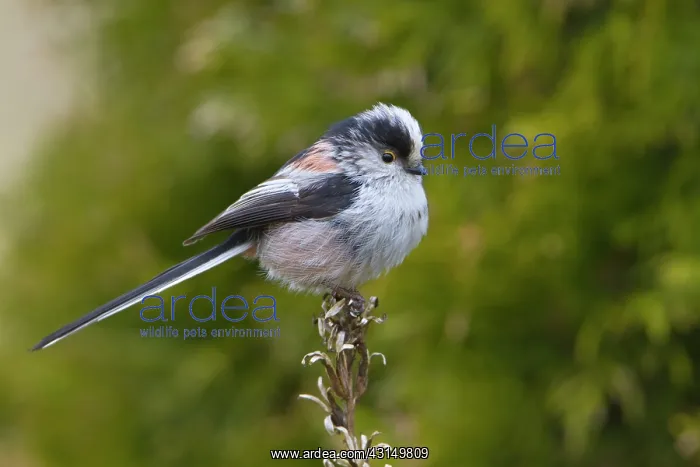 : Long-tailed Tit : Long-tailed Tit
