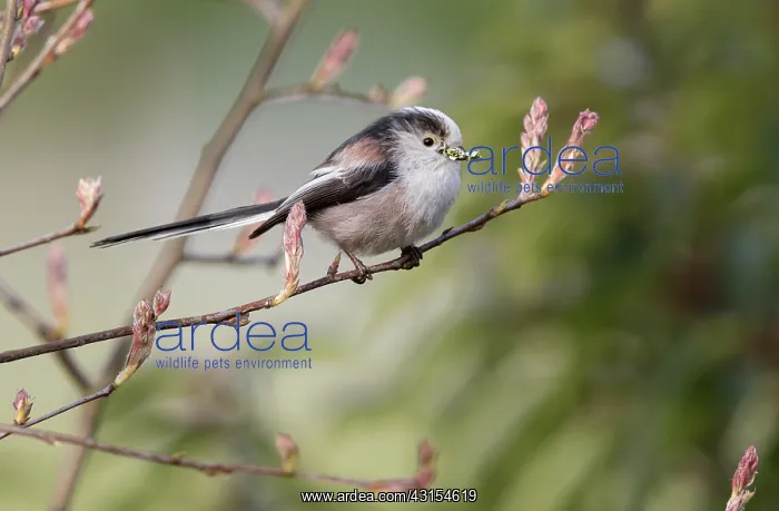 : Long-tailed Tit : Long-tailed Tit