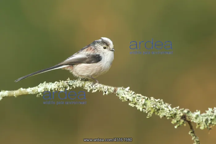 : Long-tailed Tit : Long-tailed Tit