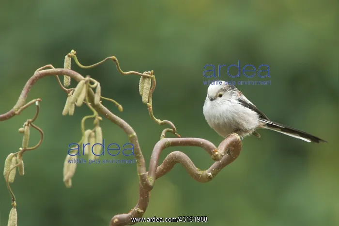 : Long-tailed Tit : Long-tailed Tit