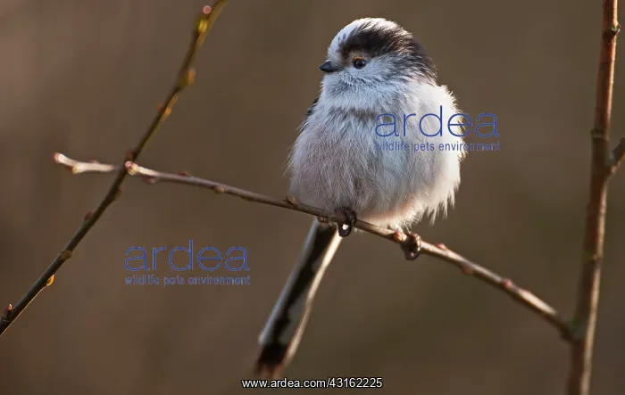 : Long-tailed Tit : Long-tailed Tit