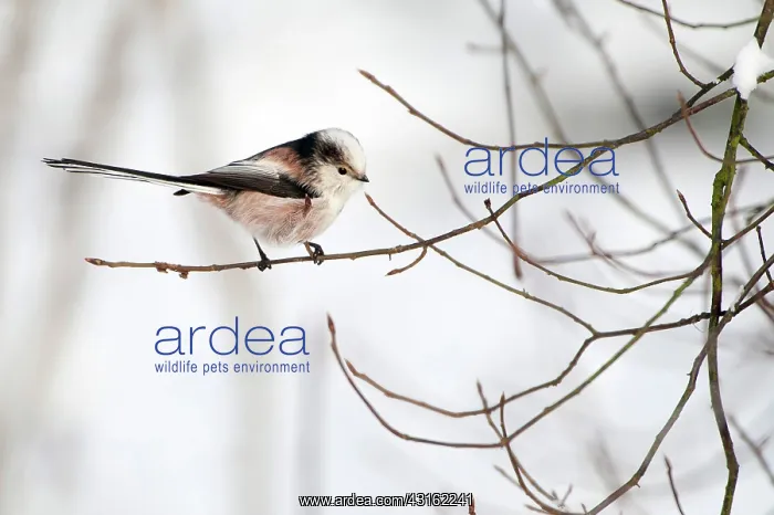 : Long-tailed Tit : Long-tailed Tit