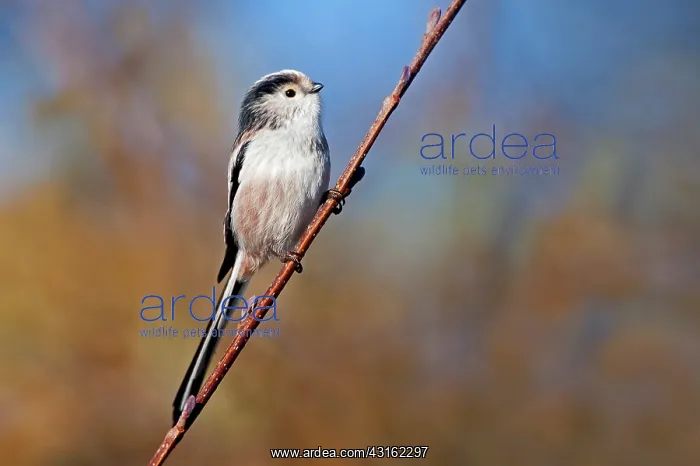 : Long-tailed Tit : Long-tailed Tit