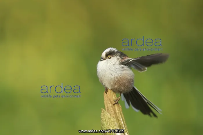 : Long-tailed Tit : Long-tailed Tit