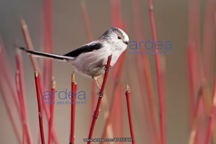  : Long-tailed Tit