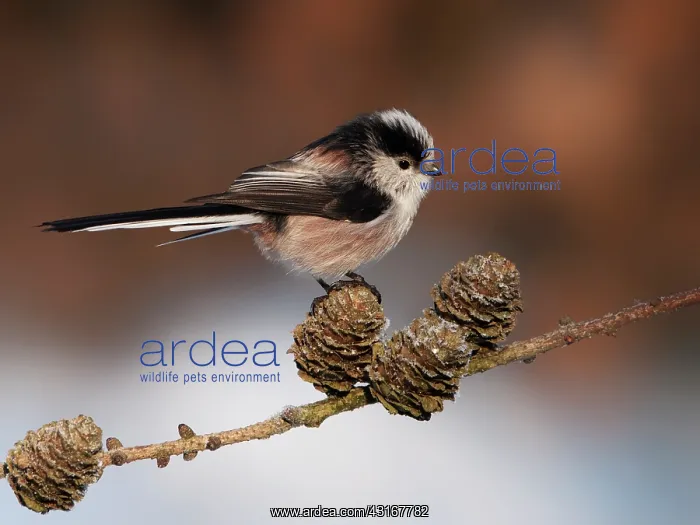 : Long-tailed Tit : Long-tailed Tit
